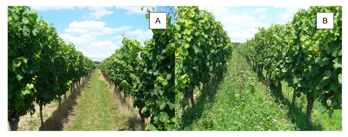 Confronto visivo tra la gestione integrata (A) e biologica (B) nel vigneto sperimentale di Geisenheim. A sinistra, la gestione integrata caratterizzata da un inerbimento a graminacee nell'interfila e dall'impiego di erbicidi nel sottofila. A destra, la gestione biologica con una copertura vegetale multispecie nell'interfila e il controllo meccanico delle infestanti nel sottofila